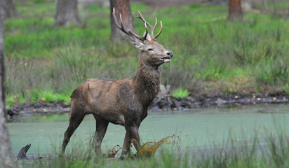 Red deer (Cervus elaphus) in autumn
