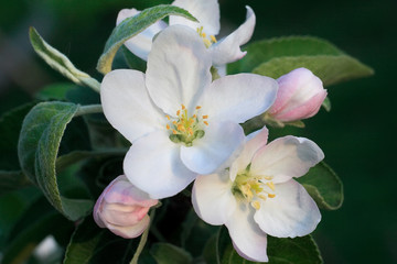 Obraz na płótnie Canvas Apple tree blossoms, apple tree flowers close-up