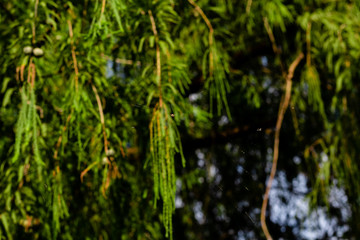 spyder hanging on spyder web and blurred trees in the background. natural concept.jpg