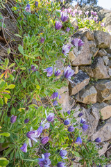Blue-and-white daisy against an ancent stone wall