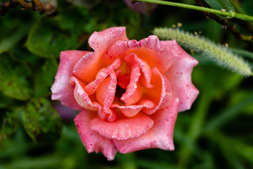 top view close up of pink rose flower with dew drops on the petals against the blurred leaves background. morning concept