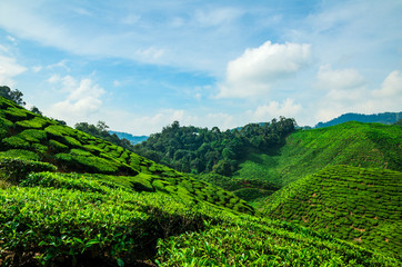 Fototapeta na wymiar beautiful tea farm scenery under cloudy sky at Cameron Highland, Malaysia