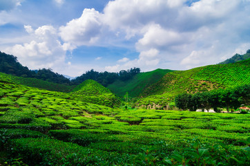 beautiful tea farm scenery under cloudy sky at Cameron Highland, Malaysia