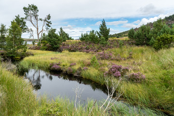 Countryside at Lochindorb