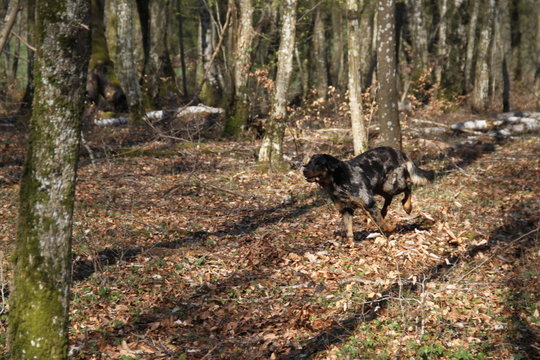Sheepdogs playing and running in the forest © Estelle R
