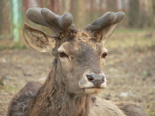 Fototapeta premium Red deer (Cervus elaphus) in autumn