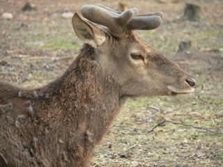 Fototapeta premium Red deer (Cervus elaphus) in autumn