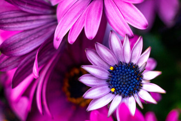 Obraz premium GERBER DAISY PINK PURPLE CLOSE UP MACRO