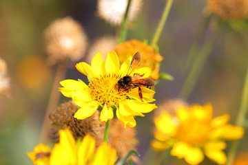 A great honeybee or apis dorsata bee working on wild yellow marigold flower with blurred nature background.
