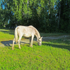 Obraz na płótnie Canvas One horse eating grass in a green meadow. Cute domestic animal grazing on a green field on a sunny summer day.