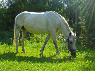 One horse eating grass in a green meadow. Cute domestic animal grazing on a green field on a sunny summer day.