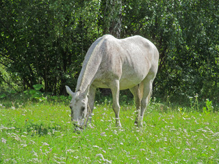 Naklejka na ściany i meble One horse eating grass in a green meadow. Cute domestic animal grazing on a green field on a sunny summer day.