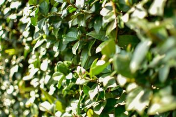 spring, hedging fence in the garden