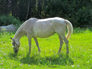 One horse eating grass in a green meadow. Cute domestic animal grazing on a green field on a sunny summer day.