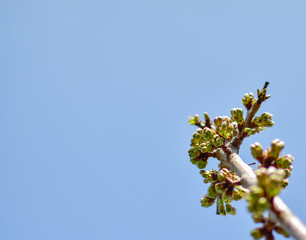 branch of a tree