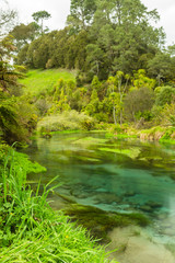 Fototapeta na wymiar ニュージーランド　プタルルのブルースプリングの透明で澄んだ川