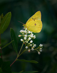 Portrait of an orange sulphur butterfly on a bunch of small white flowers