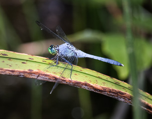A blue dasher dragonfly on a blade of sawgrass
