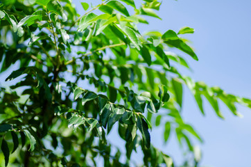 Close up shot, fresh curry leaves (Murraya koenigii or Bergera koenigii) at plant garden. bright sunny day and shallow depth of field background