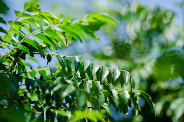 Obraz premium Close up shot, fresh curry leaves (Murraya koenigii or Bergera koenigii) at plant garden. bright sunny day and shallow depth of field background