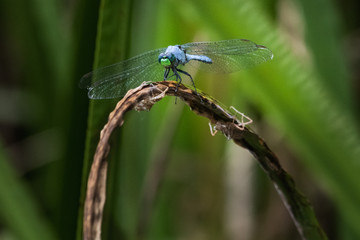 A blue dasher dragonfly rests on a brown leaf
