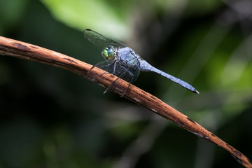 Blues Dasher dragonfly clutches a brown leaf next to a lake