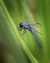 Slaty Skimmer dragonfly hangs on to its perch