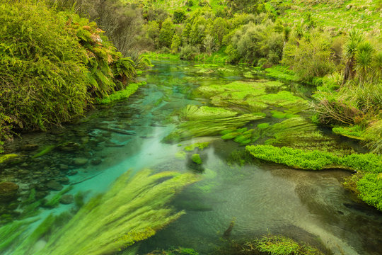 ニュージーランド　プタルルのブルースプリングの透明で澄んだ川