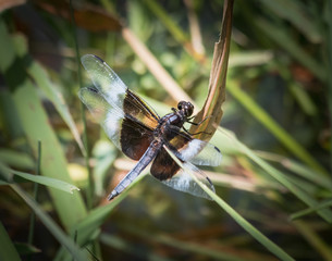 A widow skimmer dragonfly at rest
