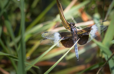 A widow skimmer dragonfly at rest along a verdant lakeshore