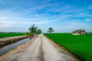 Fototapeta na wymiar Rural area view surrounding with beautiful landscape of green paddy rice field