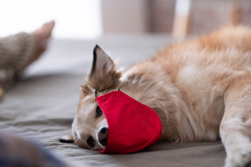 Fototapeta premium A red-haired dog in a red protective mask lies on a bed during self-isolation