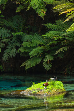 ニュージーランド　プタルルのブルースプリングの透明で澄んだ川