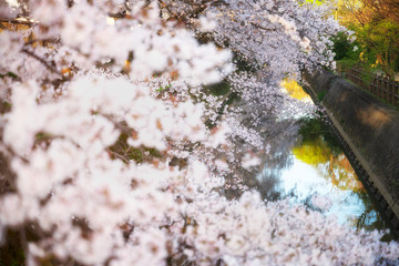 用水路を彩る桜並木