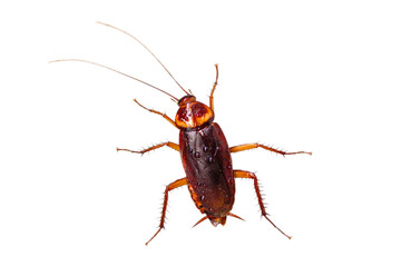 Cockroach have condensation on the body isolate on white background.