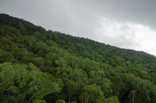 tropical rain forest over cloudy sky background before rainin