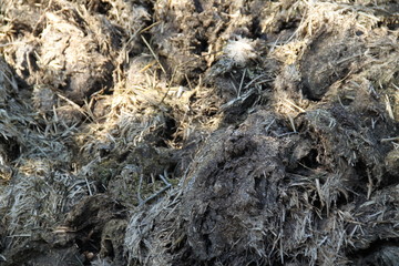 Fertilizing horse cow manure straw pile