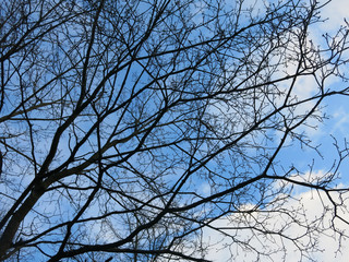 thick branches of trees against a bright blue sky