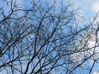 thick branches of trees against a bright blue sky