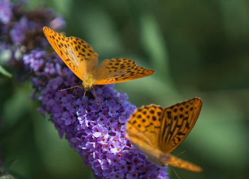 farfalla di montagna che si nutre sui fiori di polline