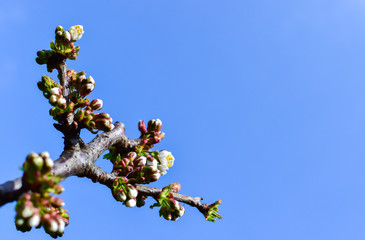 cherry blossoms against the blue sky