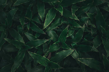 Tropical leaves texture,Abstract nature leaf green texture background.vintage dark tone,picture can used wallpaper desktop.