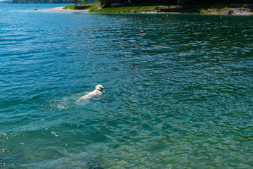 Naklejka premium Golden retriever follows ducks in the lake
