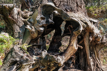 Twisted roots and stump of oak tree in Corsica