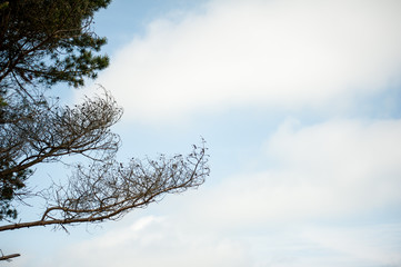 the sky above the trees in the forest