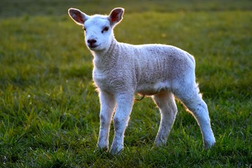 Obraz premium lamb on the grass