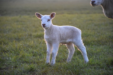 Fototapeta premium lamb on a meadow