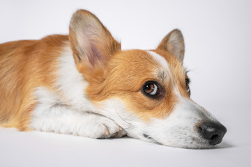 Welsh corgi pembroke or cardigan with sly muzzle lies on floor isolated on white background. Naughty dog with offended look is punished for misbehavior. Sad puppy is alone at home waiting for owner.