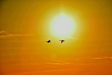 birds flying in the sky