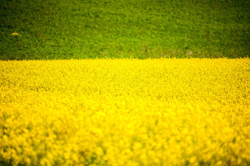 Yellow rapeseed fields are blooming